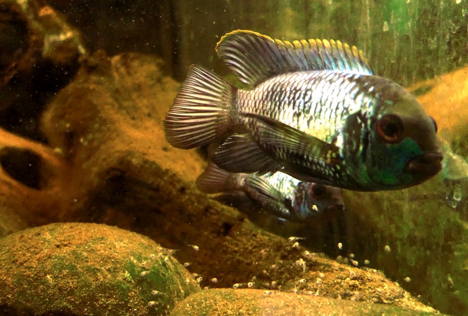 Andinoacara pulcher spec. neonblue & offspring 1offspring