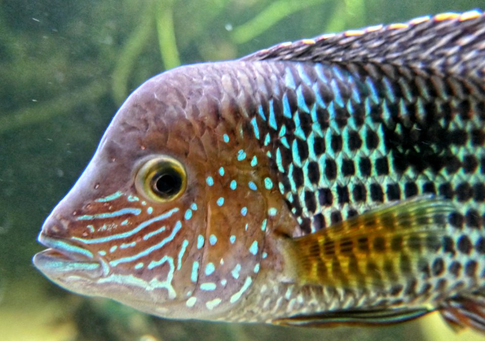 Andinoacara rivulatus ♂ - Goldsaumbuntbarsch, close up