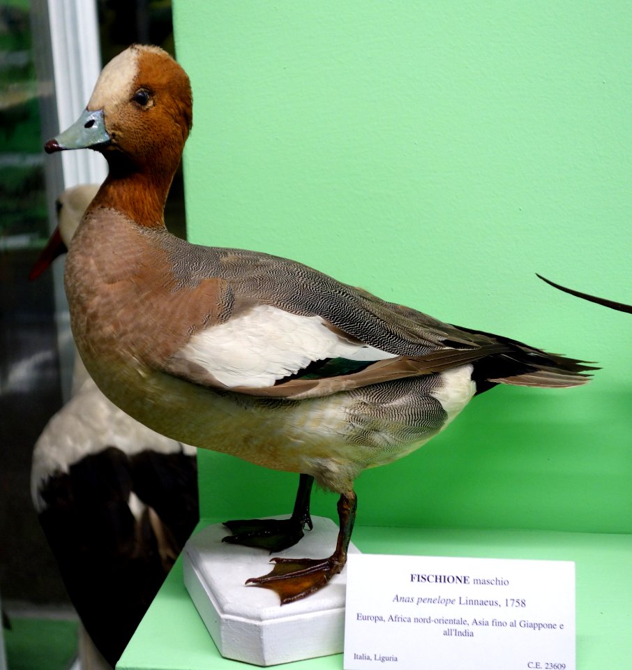 Anas penelope (male) - Museo Civico di Storia Naturale Giacomo Doria - Genoa, Italy - DSC03091