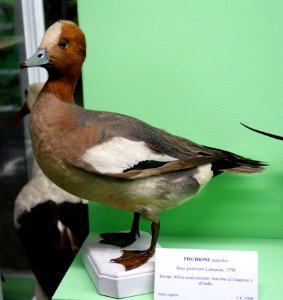 Anas penelope (male) - Museo Civico di Storia Naturale Giacomo Doria - Genoa, Italy - DSC03091