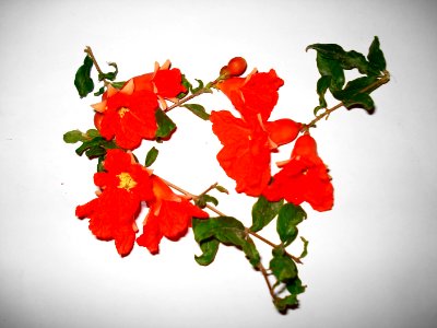 Anarkali flowers