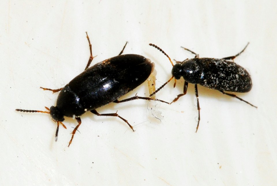 Anaspis-species-undetermined-07-fws
