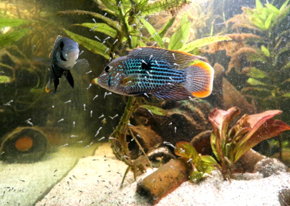 Andinoacara rivulatus - Goldsaumbuntbarsch mit Jungen