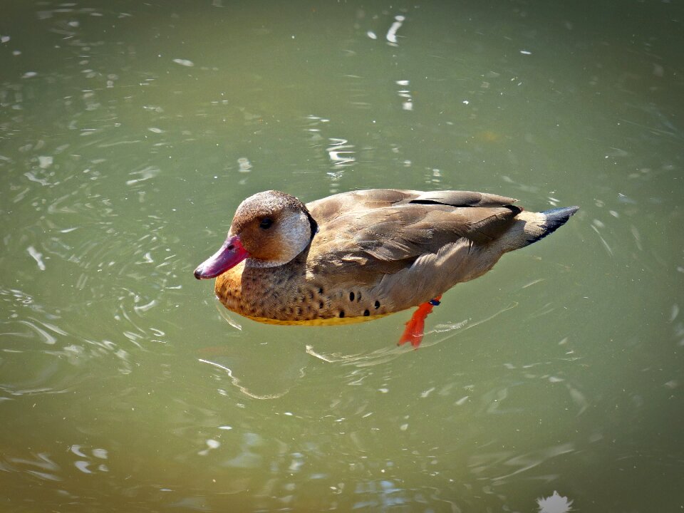 Duck bird animals mandarin ducks photo