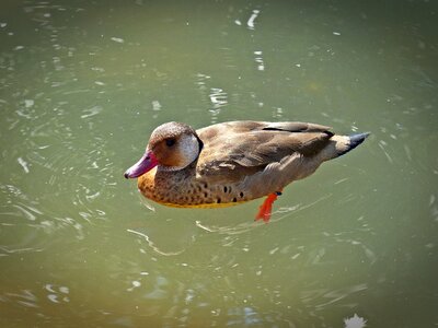 Duck bird animals mandarin ducks