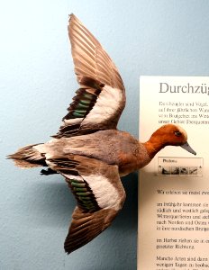 Anas penelope - Museum fur Naturkunde, Berlin - DSC00186