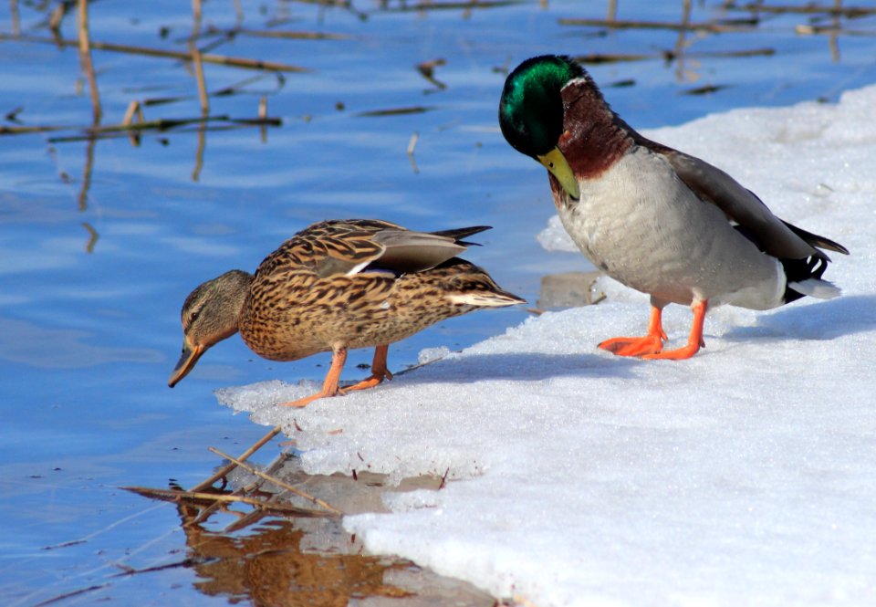 Anas platyrhynchos Oulu 20150405