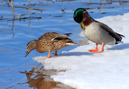 Anas platyrhynchos Oulu 20150405