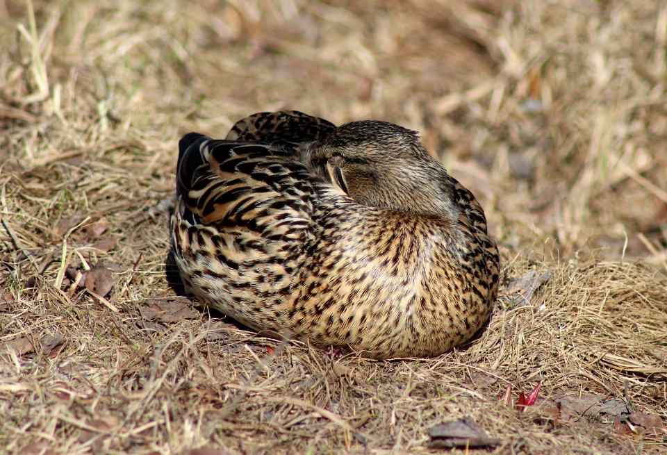 Anas platyrhynchos Oulu 20120506