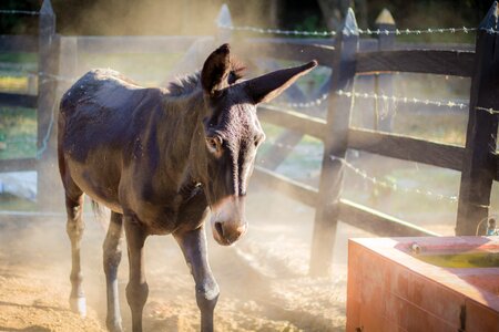 Farm nature horse