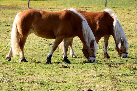 Pasture meadow nature