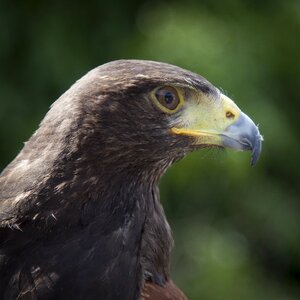 Close-up eagle macro photo