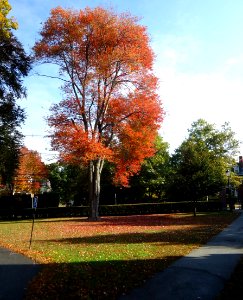 Andover Massachusetts Phillips Academy Abbot campus tree in autumn