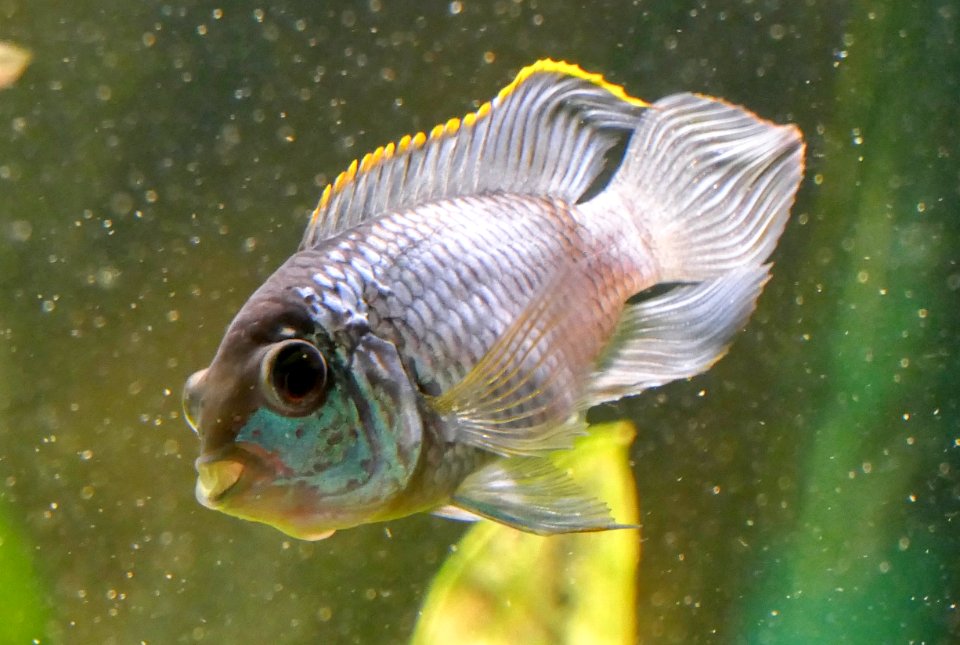 Andinoacara pulcher spec. neonblue - submissive color
