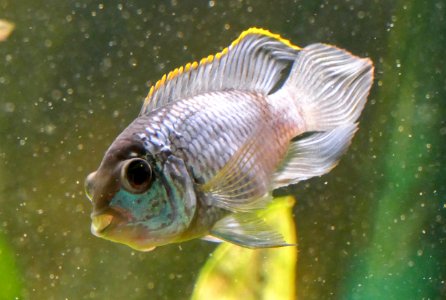 Andinoacara pulcher spec. neonblue - submissive color