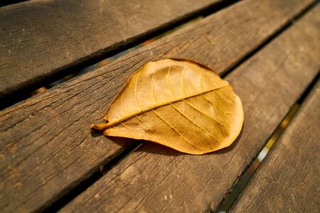 Background autumn texture photo