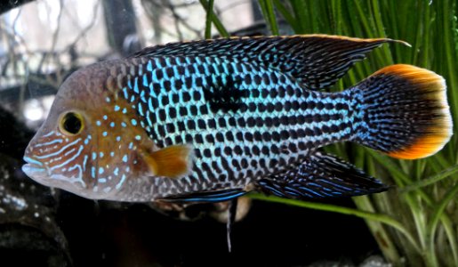 Andinoacara rivulatus ♂ - Goldsaumbuntbarsch, lateral