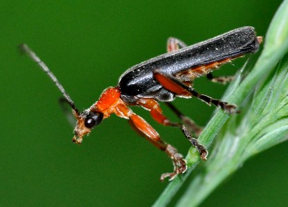 Ancistronycha-abdominalis-04-fws