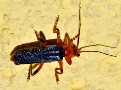 Ancistronycha-abdominalis-06-fws