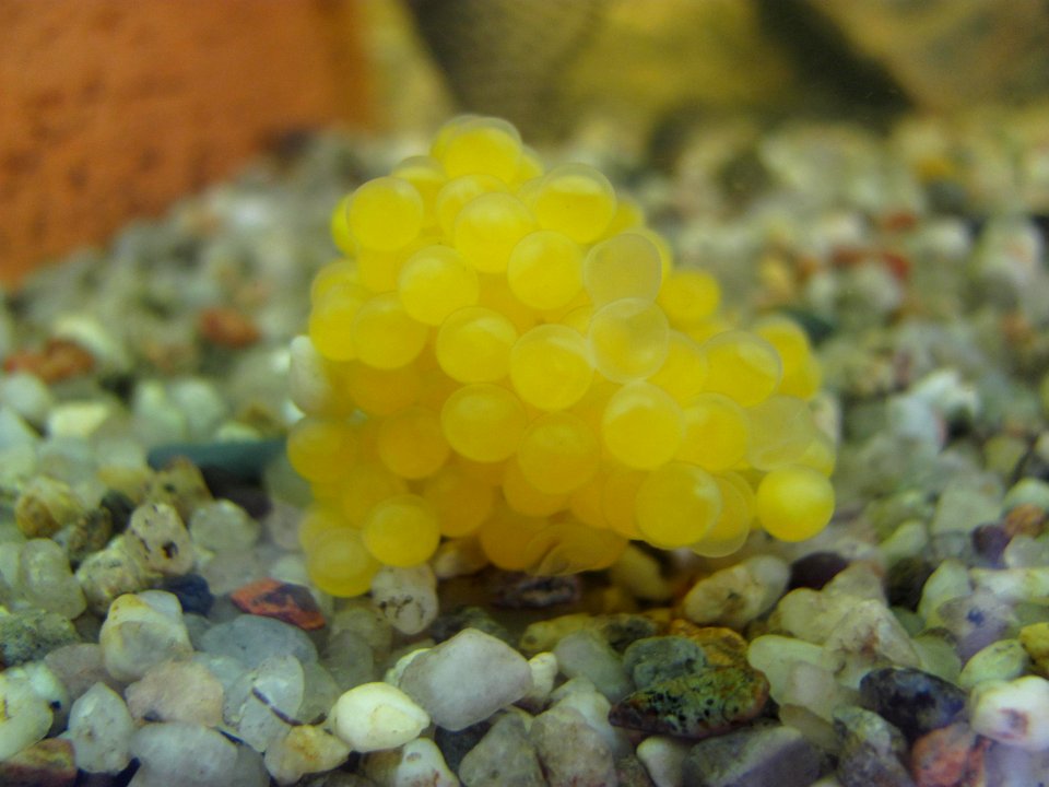 Ancistrus sp. -- NOT dolichopterus -- eggs