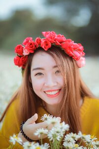 Daisy asia flower