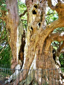 Ancient yew, Crowhurst, Sussex
