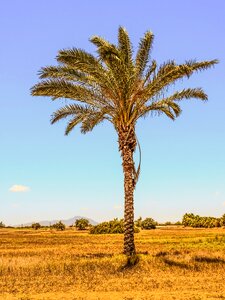Scenery summer countryside