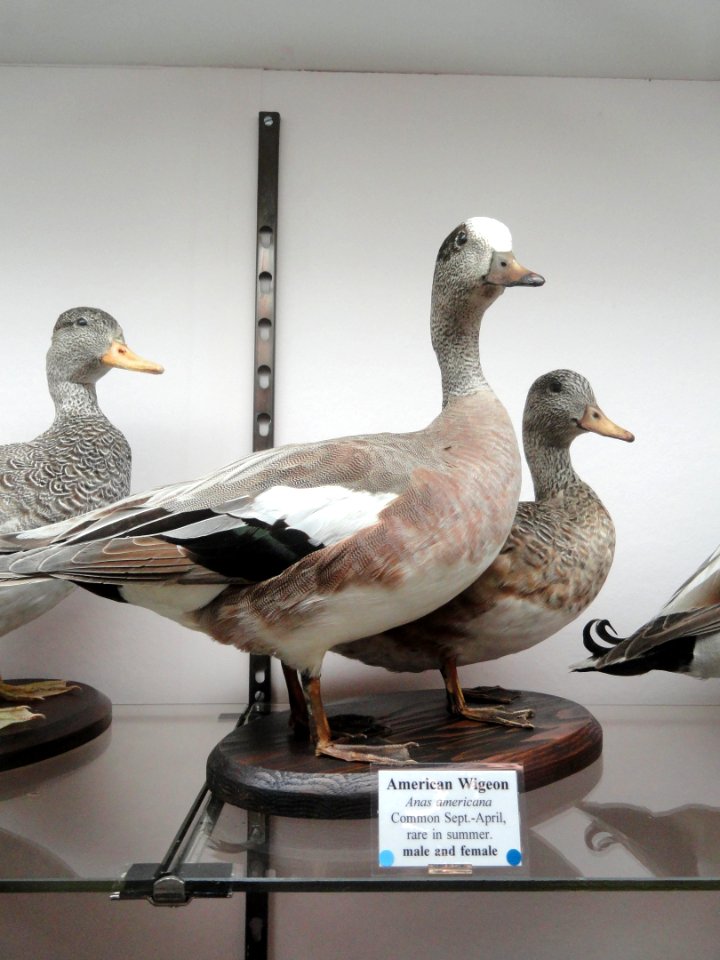 Anas americana - Pacific Grove Museum of Natural History - DSC06697