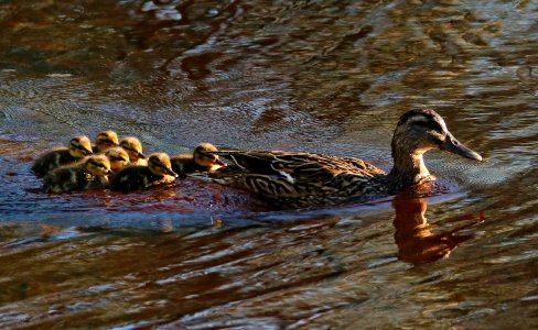 Anas platyrhynchos Oulu Finland 2016-05-20