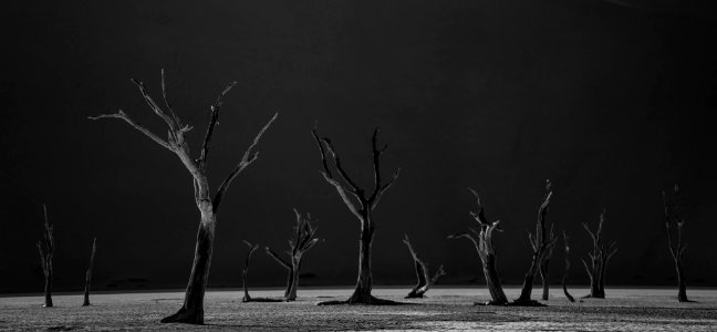 Ancient Forest (200652049)