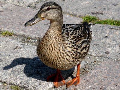 Anas-platyrhynchos-female-1