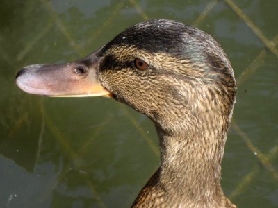 Anas platyrhynchos (Mallard - Wild duck) (female), Arnhem, the Netherlands