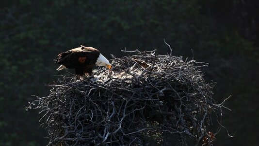 Feeding predators prey photo