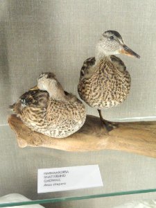 Anas strepera - Finnish Museum of Natural History - DSC04629