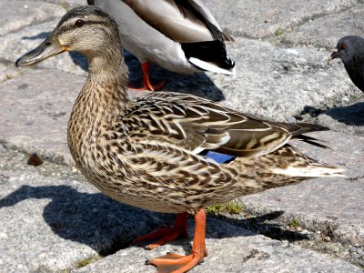 Anas-platyrhynchos-female-2