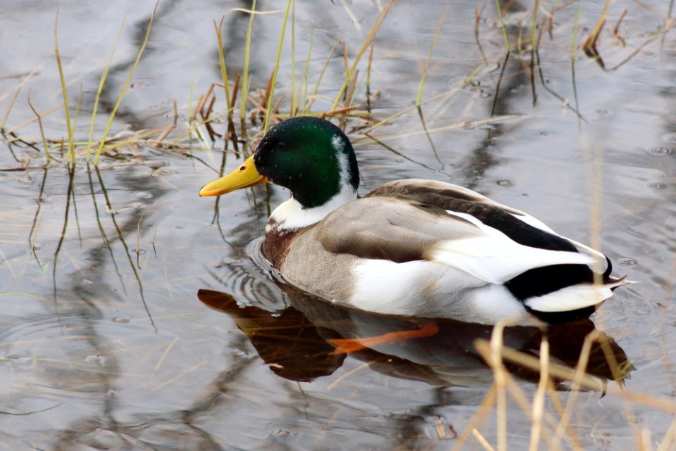 Anas platyrhynchos Oulu 20200404 03