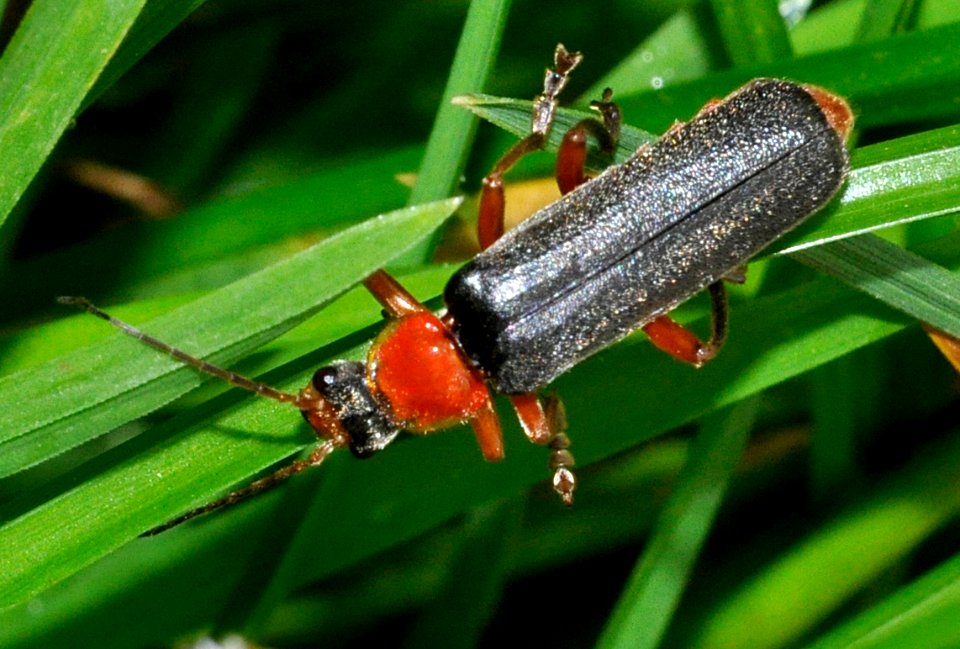 Ancistronycha-cyanipennis-01-fws