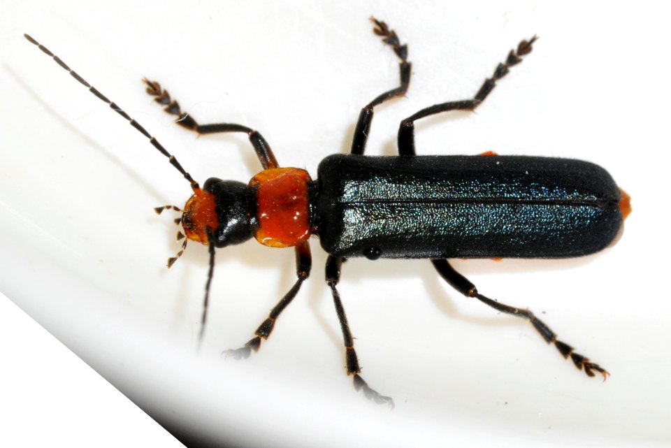 Ancistronycha-abdominalis-01-fws