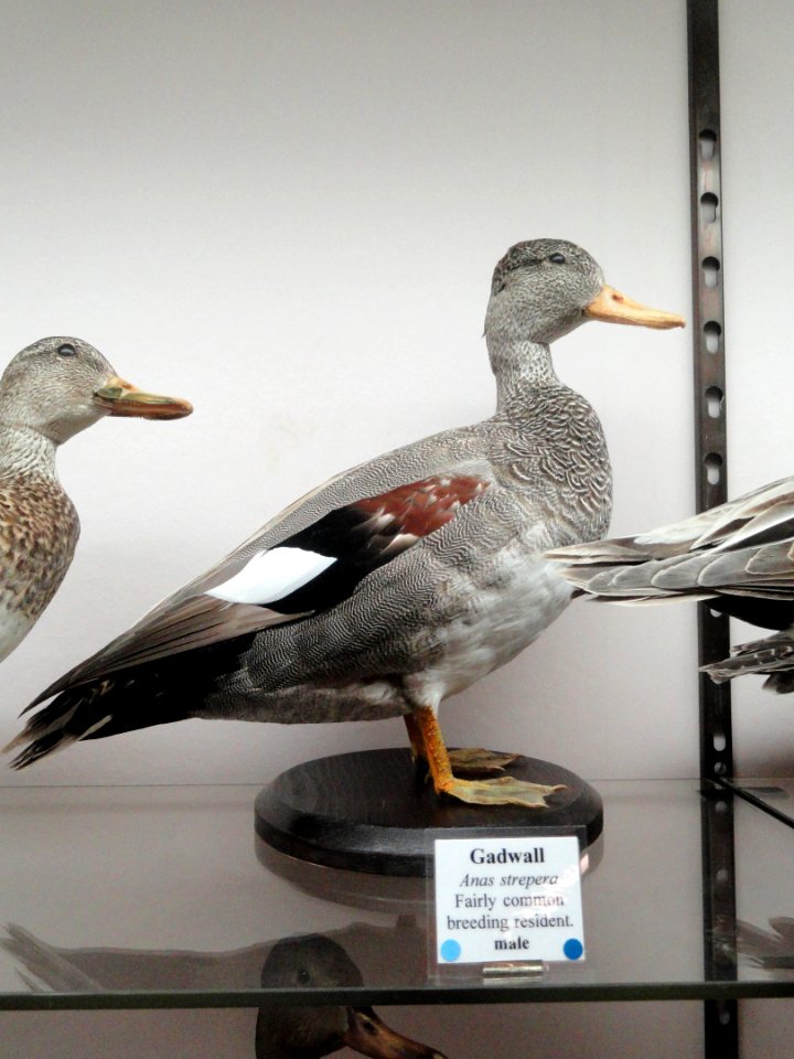 Anas strepera - Pacific Grove Museum of Natural History - DSC06696