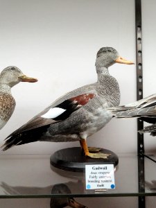 Anas strepera - Pacific Grove Museum of Natural History - DSC06696