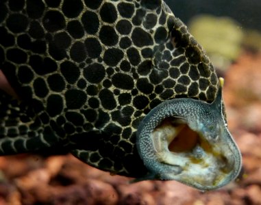 Ancistrus spec mouth