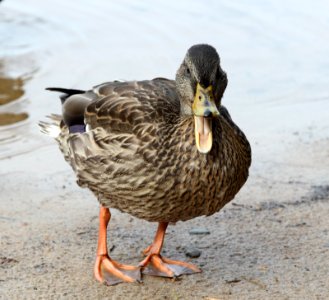 Anas platyrhynchos Oulu 20140830 01