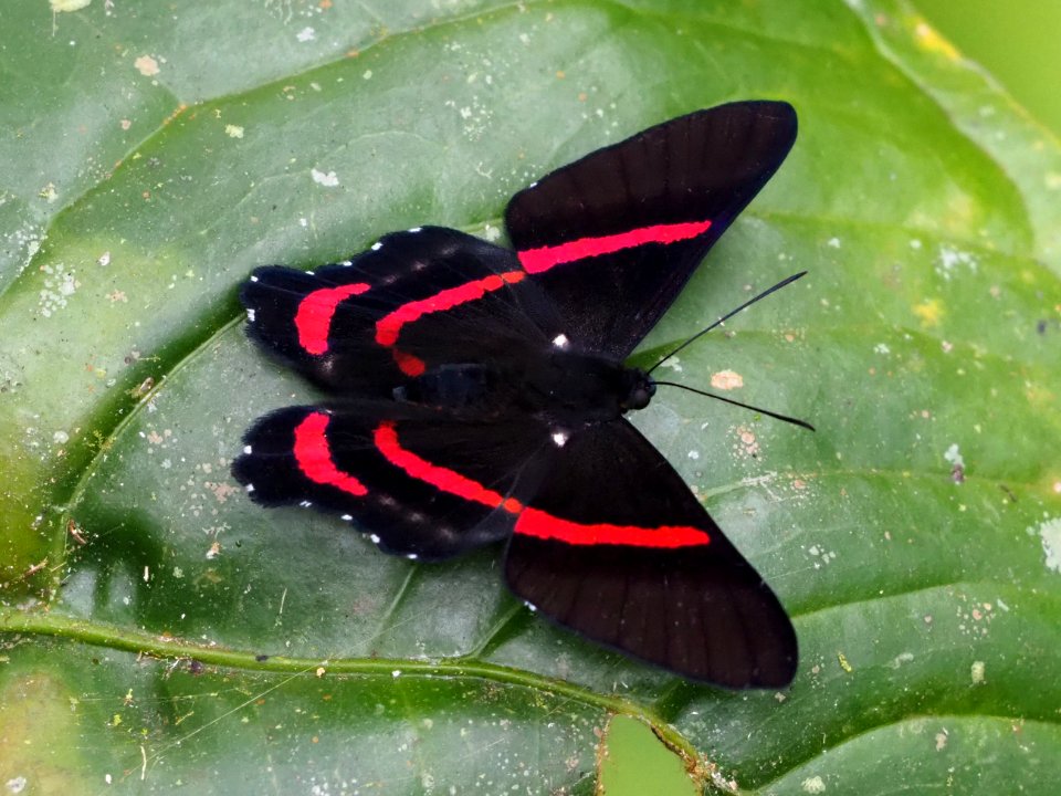Ancyluris meliboeus 02