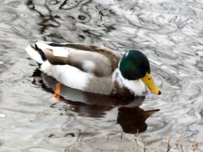 Anas platyrhynchos Oulu 20200404 02