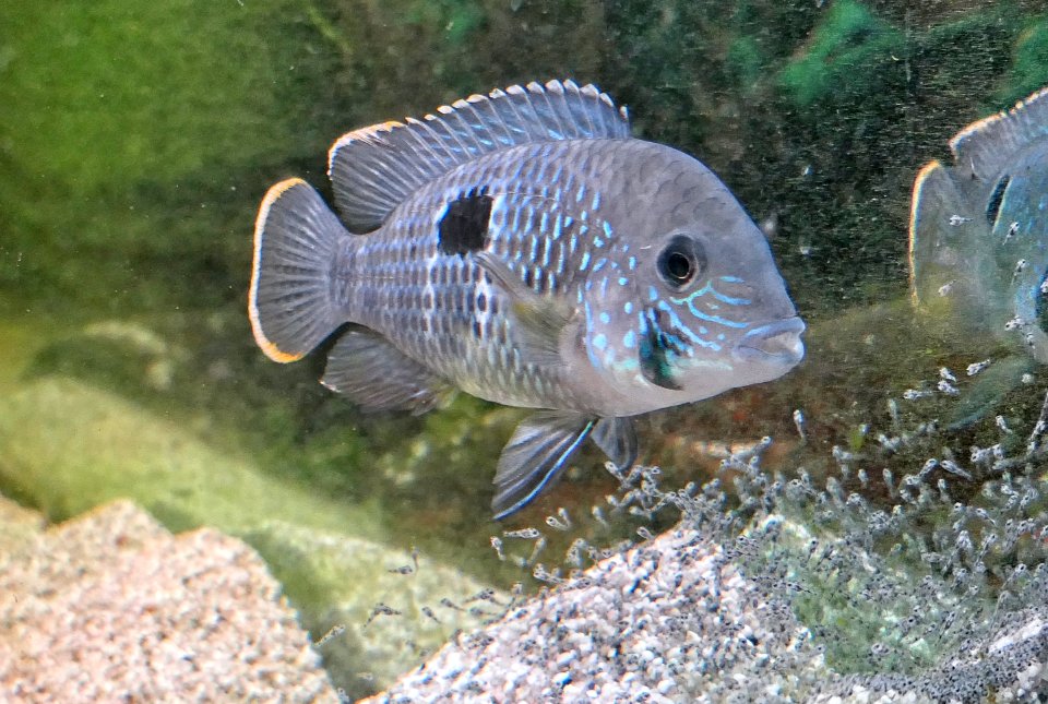 Andinoacara rivulatus ♀ - Goldsaumbuntbarsch mit Jungen