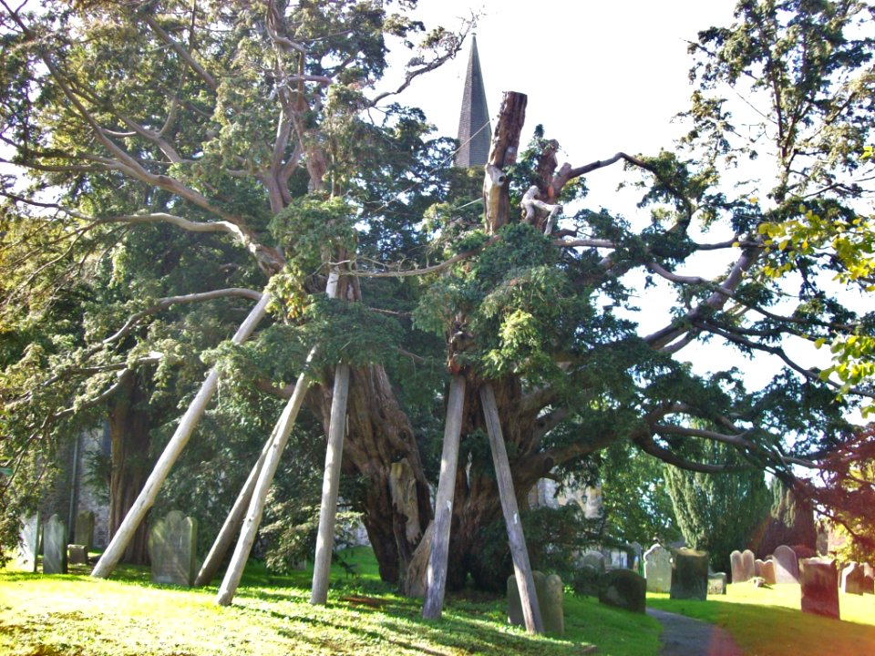 Ancient yew, Rotherfield