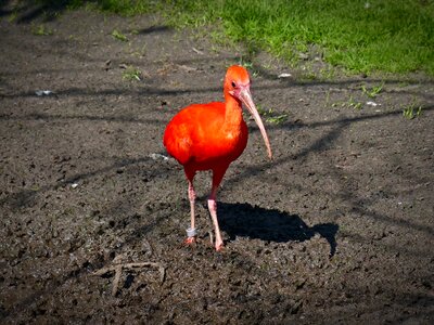 Curved beak bird scarlet ibis photo