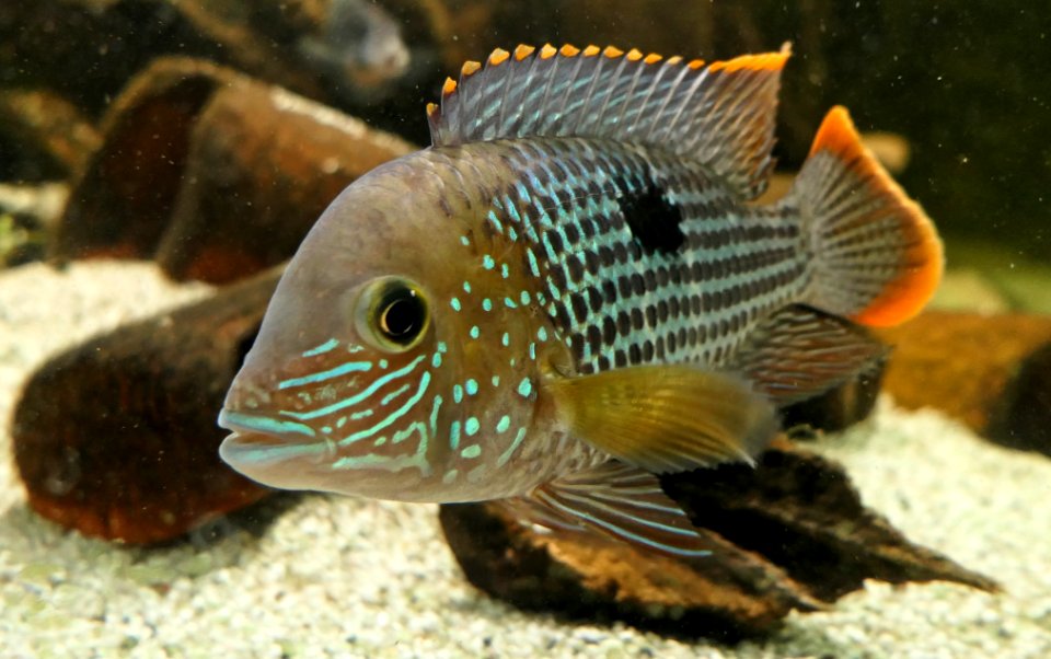 Andinoacara rivulatus ♂ - Goldsaumbuntbarsch - portrait
