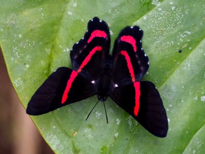 Ancyluris meliboeus 01