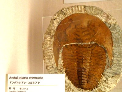 Andalusiana cornuta - Kyoto University Museum - DSC06404